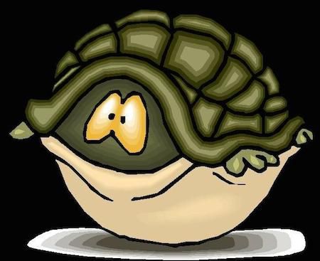 Before-picture of Jess Whittlesone Turtle hiding in its shell