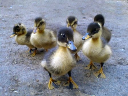 These six little ducks that I once knew are much cuter than a swarm of bees six ducklings