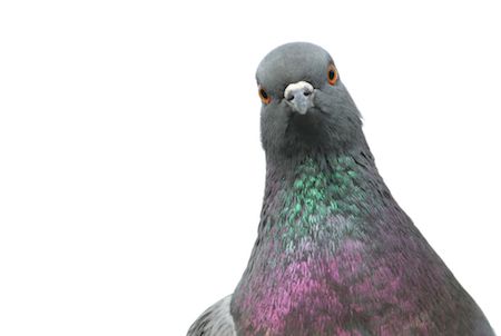 If you are wondering why we have a picture of a pigeon here then you have failed our Psychology Nerd Test A pigeon
